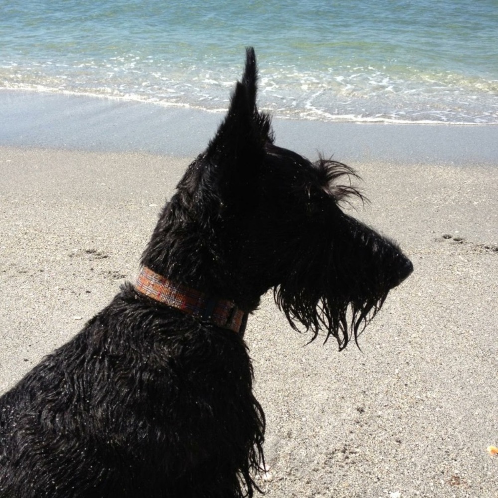 Meet your Posher, Elena